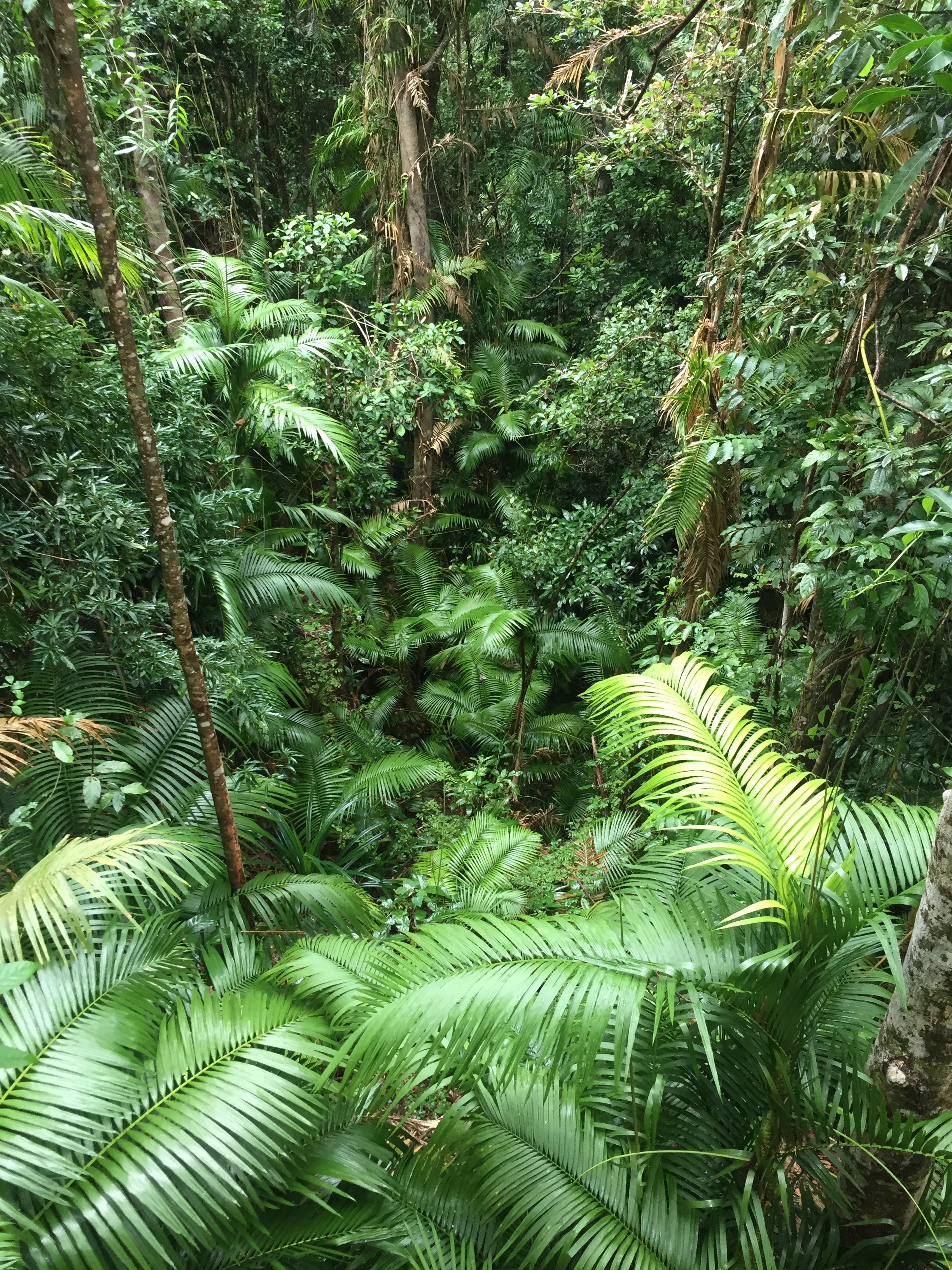 australia_rainforest